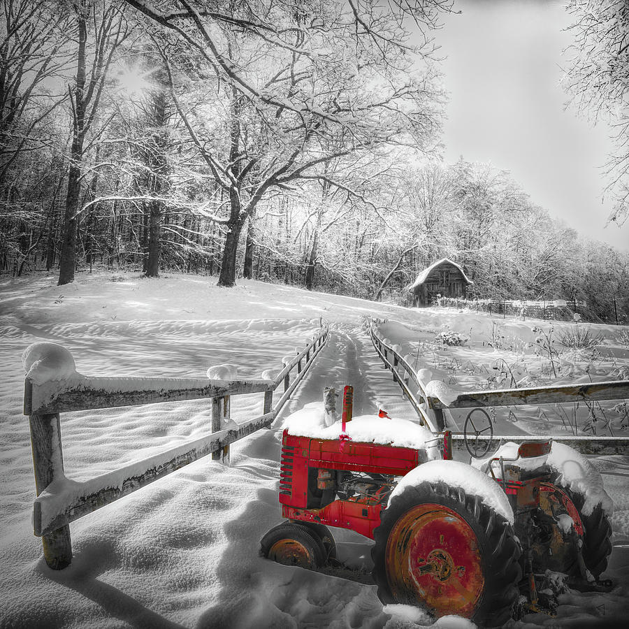 Red in the Snow in Black and White Photograph by Debra and Dave Vanderlaan