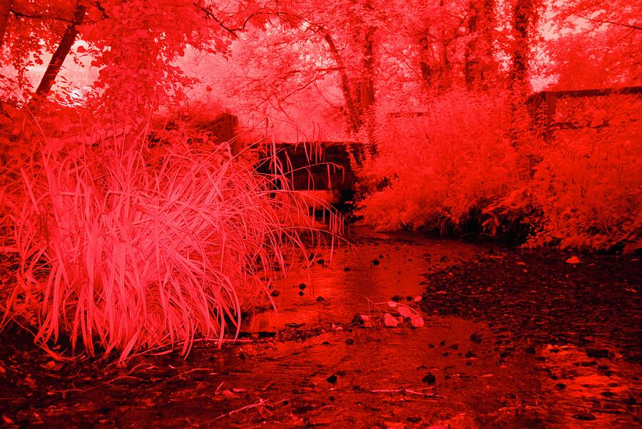 Red Infrared  Photograph by Neil R Finlay