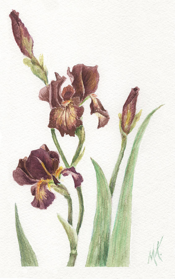 Red Iris Painting by Melodie Kantner