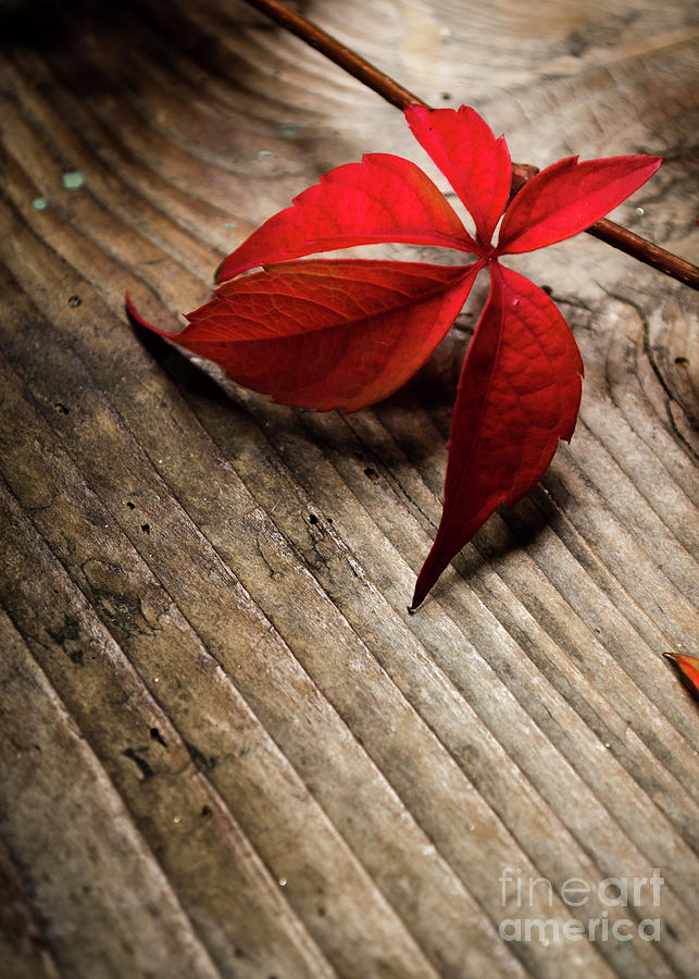 Red ivy on wooden table closeup Photograph by Jelena Jovanovic