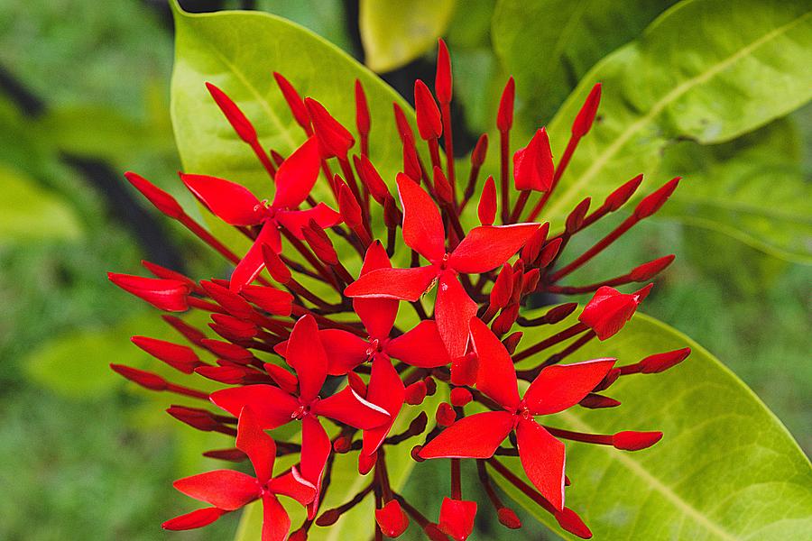 Red Ixora's Blooms Photograph by Richard Stewart - Fine Art America