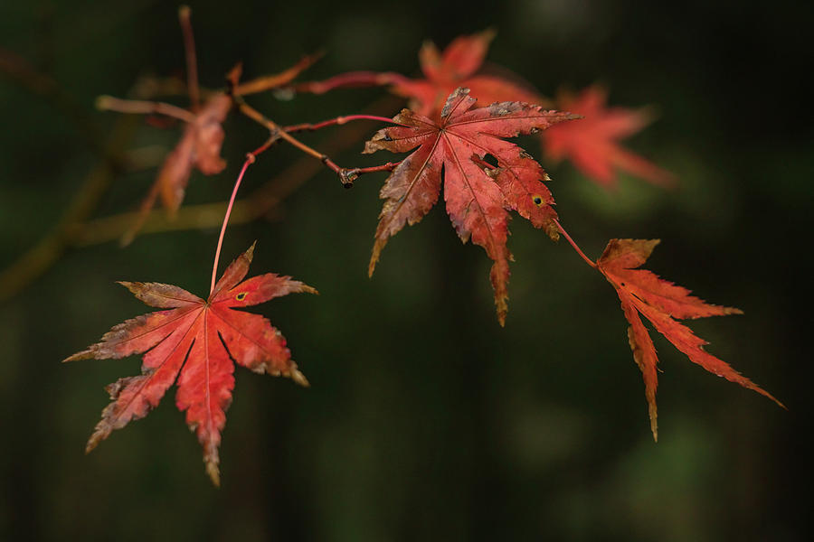 Red Japanese maple leaves in Autumn Photograph by Anges Van der Logt