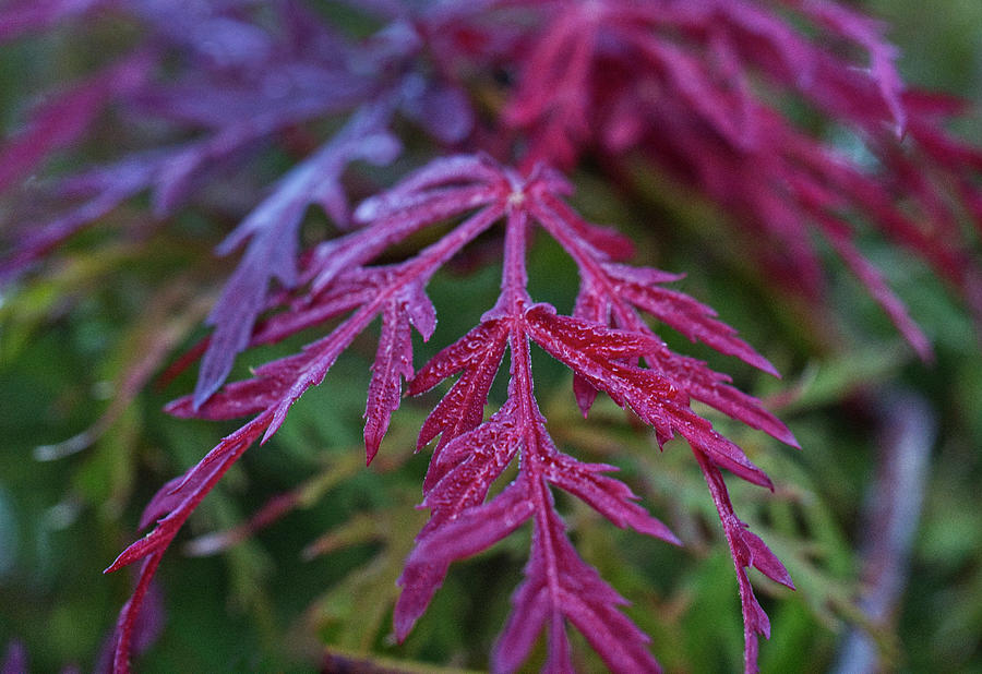 Red Japanese Maple Leaves Photograph by Iris Richardson