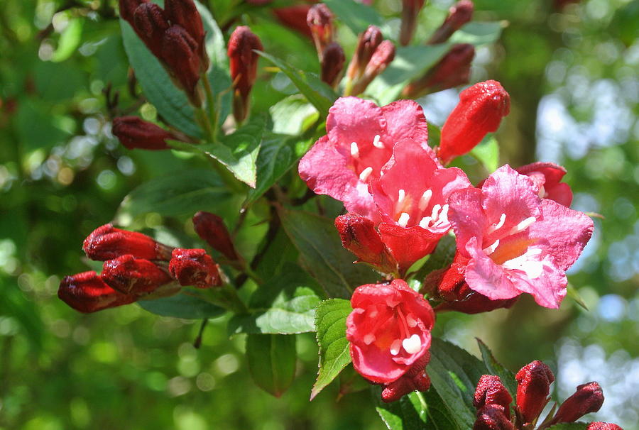 Red Jasmine 2 Photograph By Lynne Iddon 