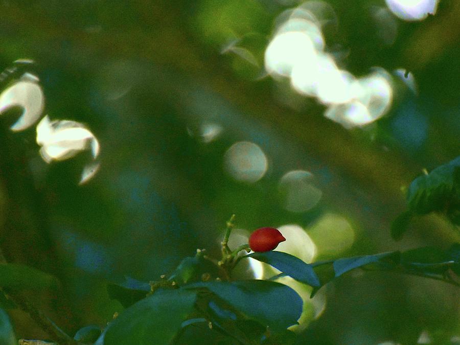 Red Jasmine Fruit  Photograph by Christopher Mercer