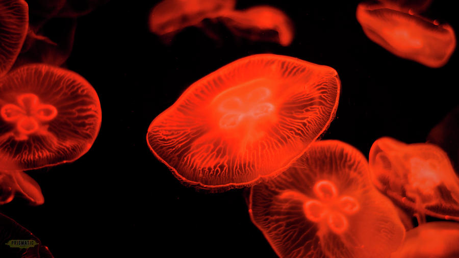 Red Jellyfish Photograph by April Cuadra - Pixels