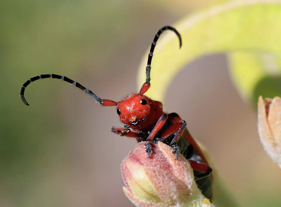 Insects Photograph - Red Jester by Donna Kennedy