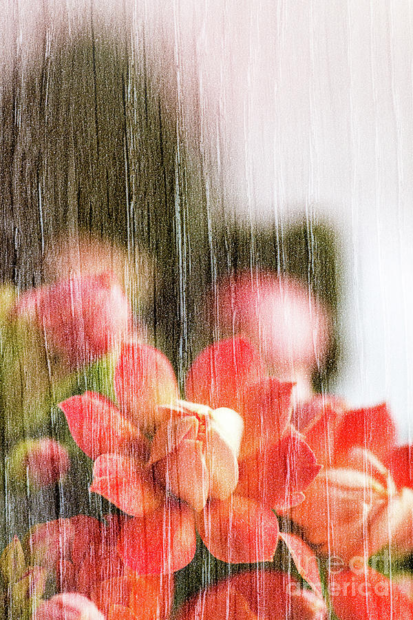 Flower Photograph - Red Kalanchoe Flowers Double Exposure With Wood Texture In Macro by Gregory DUBUS Flower Photograph - Red Kalanchoe Flowers Double Exposure With Wood Texture In Macro by Gregory DUBUS