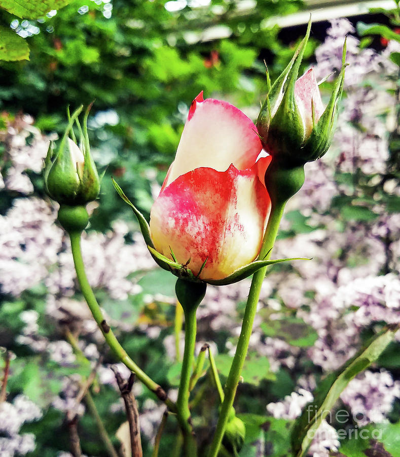 Red-Kissed Yellow Rosebud Photograph by Sea Change Vibes