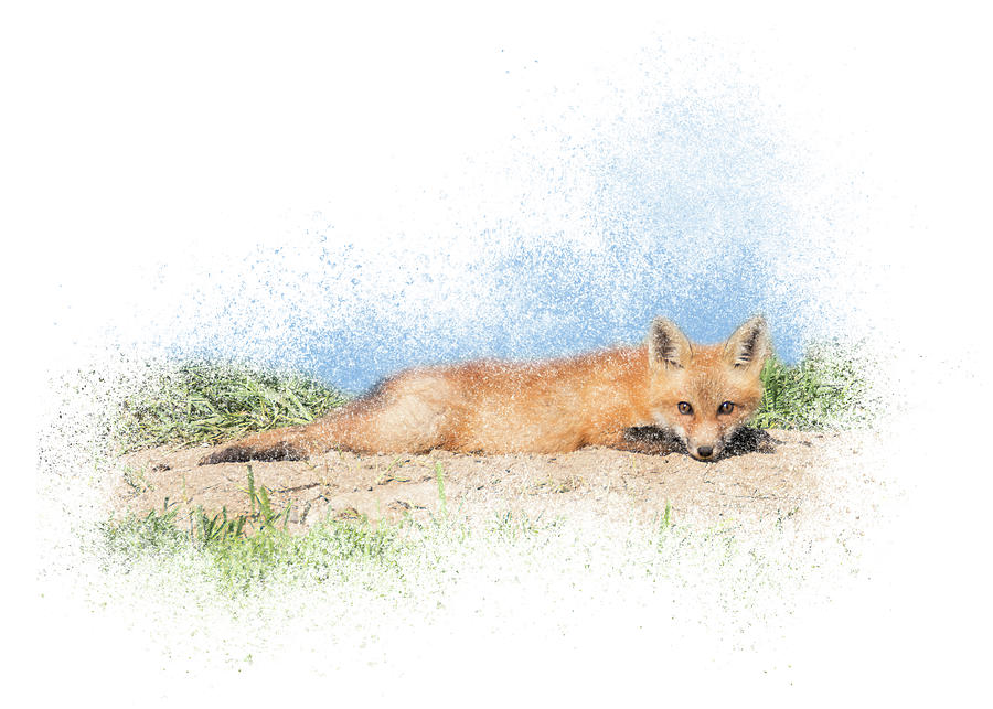 Red Kit Fox #15 - Relaxing on Tummy Photograph by Patti Deters