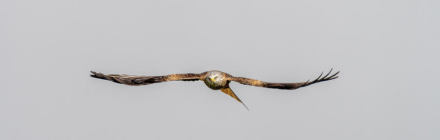 Red Kite Approaching in wide format Photograph by Mark Hunter