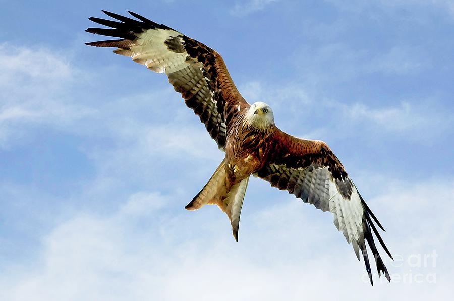 Red Kite Bird Photograph by Martyn Arnold