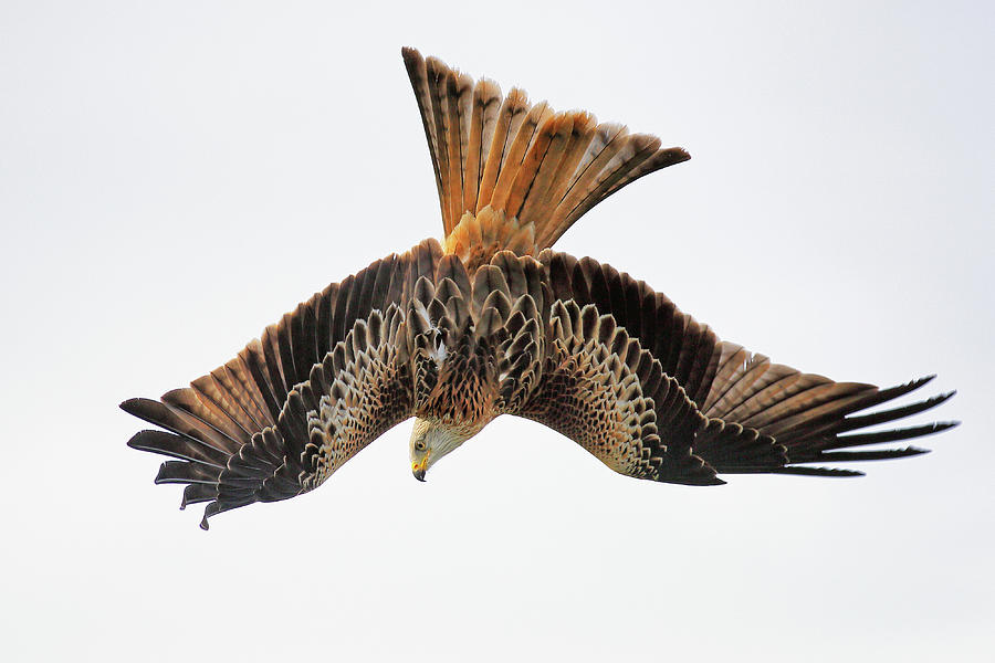 Red Kite bird of prey in flight Photograph by Grant Glendinning
