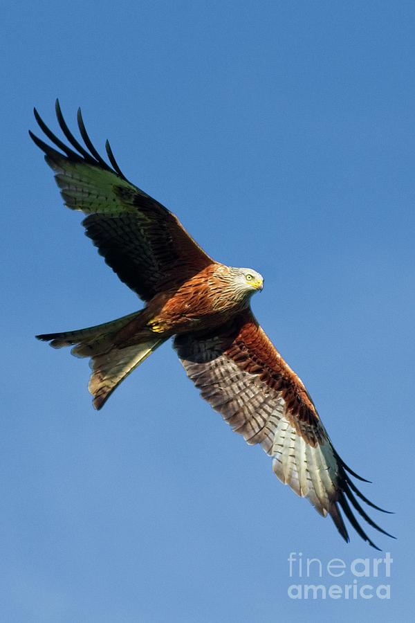 Red Kite Bird of Prey Photograph by Martyn Arnold