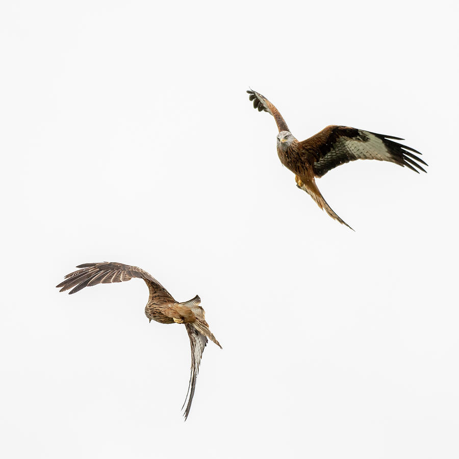 Red Kite Dance Photograph by Mark Hunter