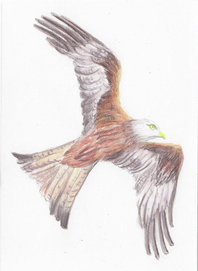 Red Kite Drawing by Deborah Pain - Fine Art America