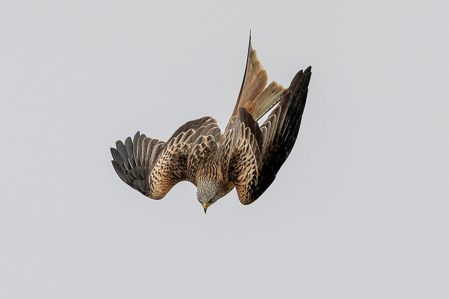 Red Kite Diving Photograph by Mark Hunter