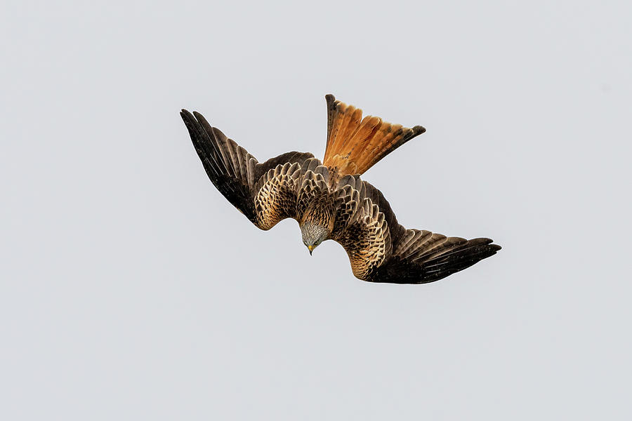 Red Kite diving with open wings Photograph by Mark Hunter