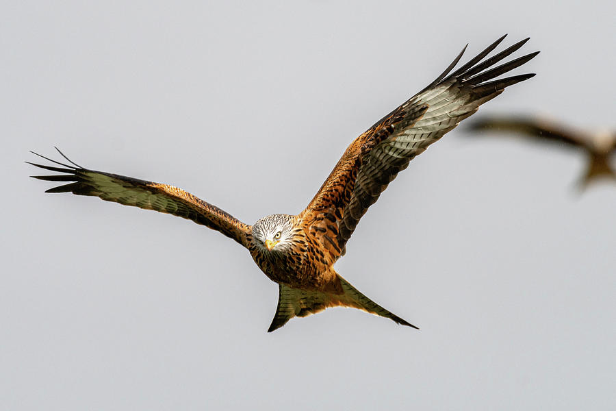 Red kite eye contact Photograph by Mark Hunter