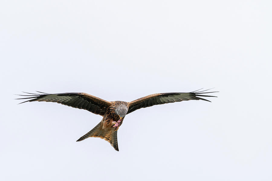 Red Kite Feeding Photograph by Mark Hunter