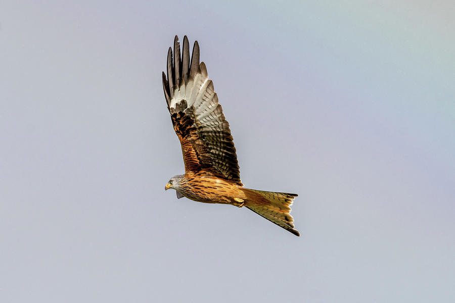 Red kite fly by Photograph by Mark Hunter