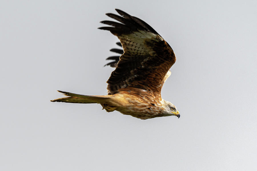 Red Kite Swooping Past Photograph by Mark Hunter