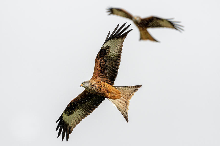 Red Kite turning Photograph by Mark Hunter