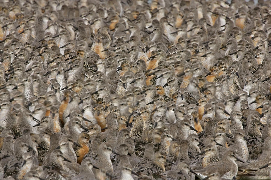 Red Knot, flock at a roosting site. Photograph by Tony Mills