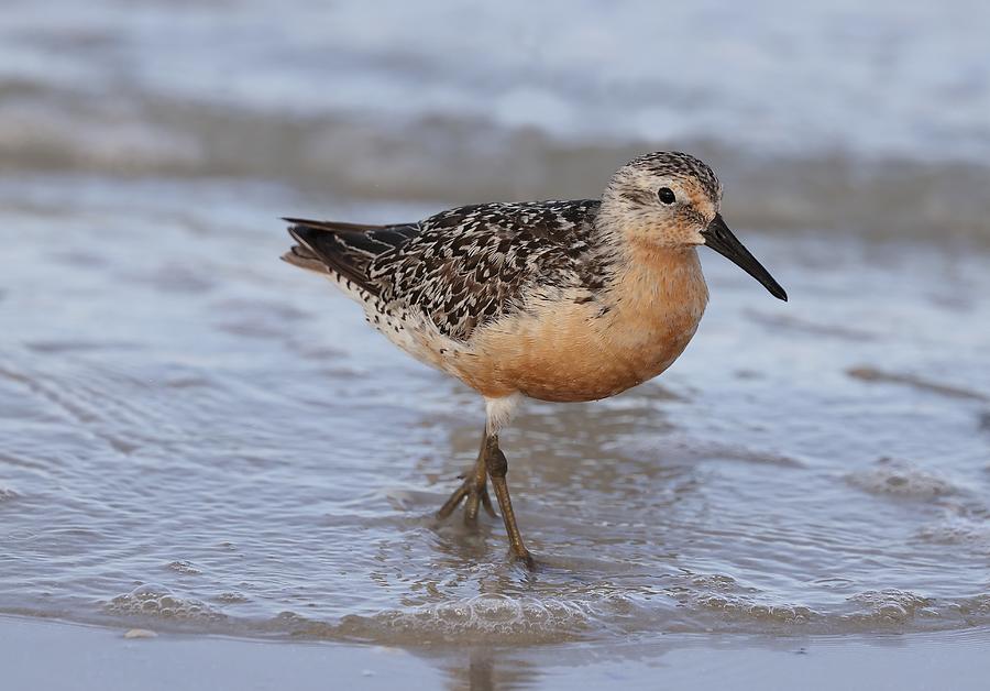 Red Knot Photograph by Mingming Jiang