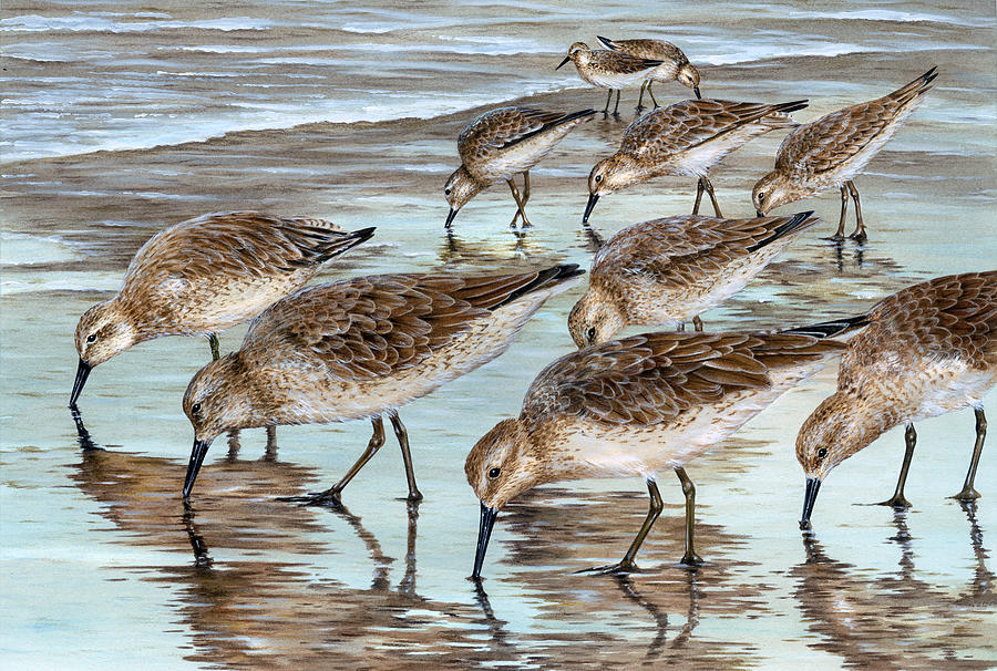 Red Knots Foraging in the Surf Painting by Dawn Witherington