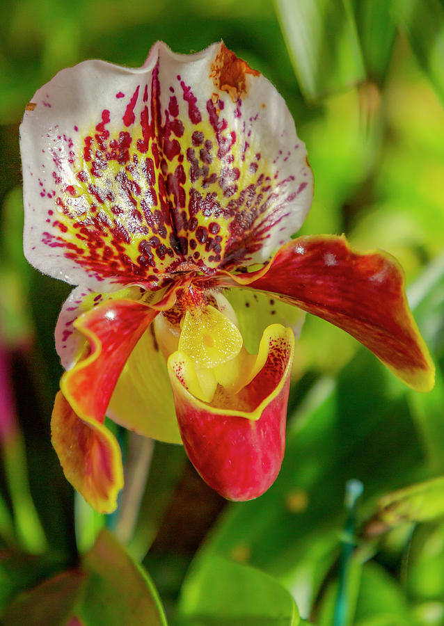 Red Lady Slipper Orchid Photograph by Cate Franklyn
