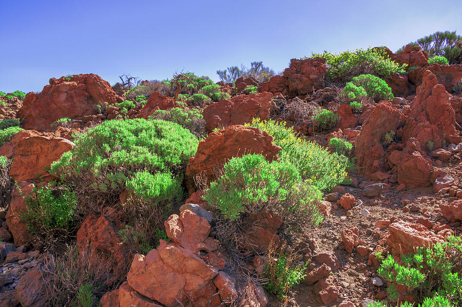 Red Lava Stones In The Teide National Park Photograph