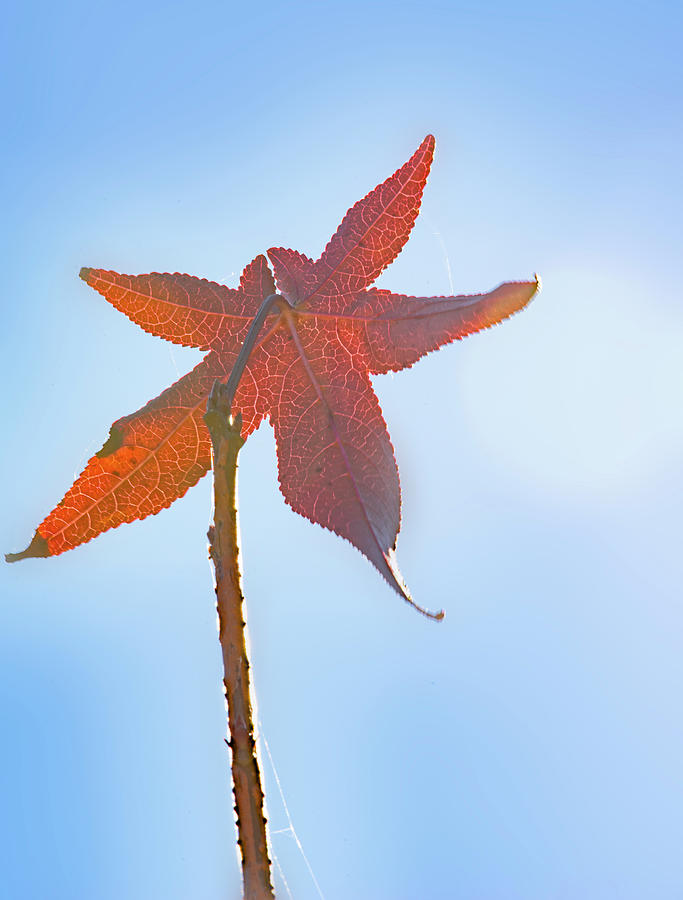 Fall Photograph - Red Leaf And Sky by Phil And Karen Rispin