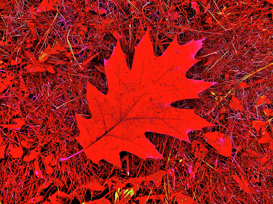 Red Leaf. Digital Art