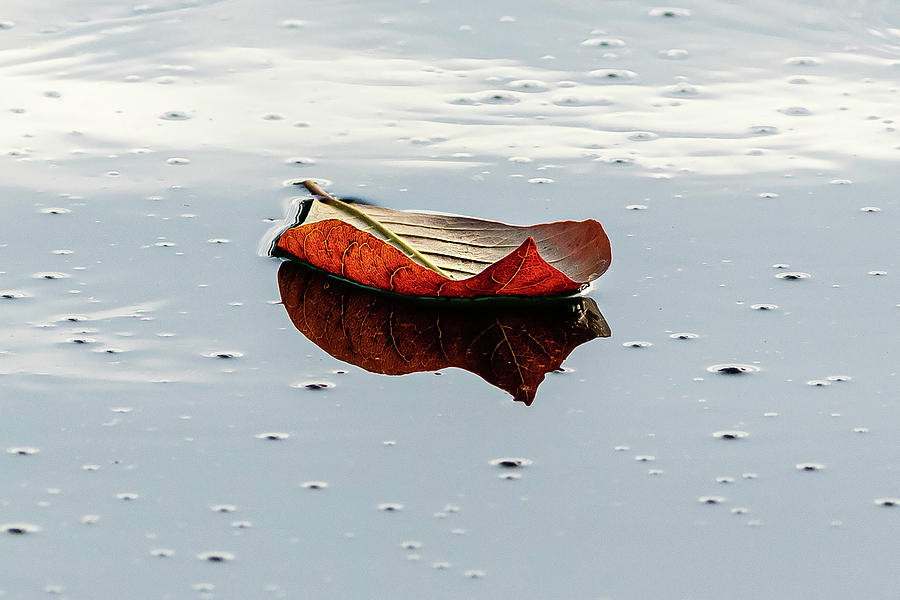 RED LEAF boat #1 Photograph by Rick Reiling | Fine Art America