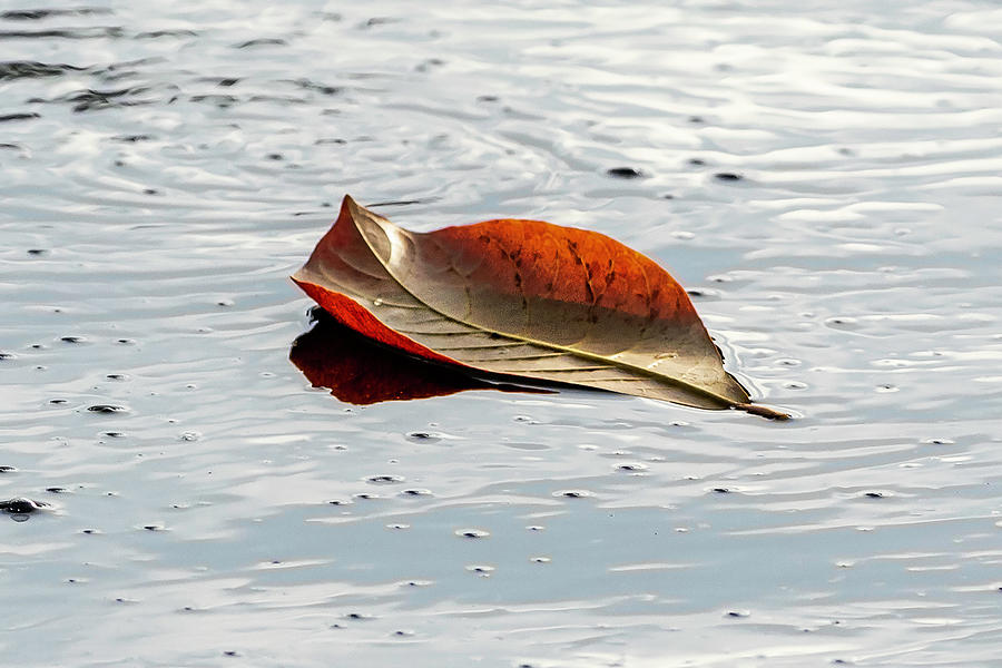 RED LEAF boat #3 Photograph by Rick Reiling - Fine Art America