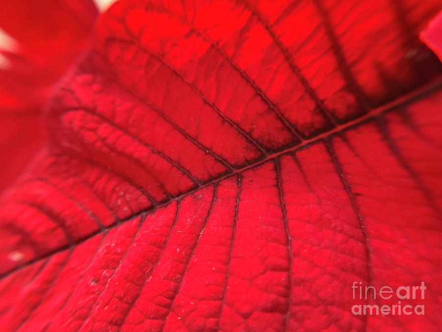 Red Leaf Photograph by Catherine Wilson