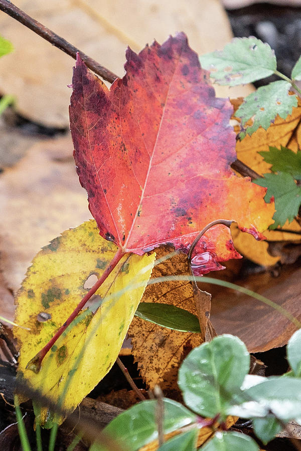 Red leaf in Autumn Photograph by John McGraw