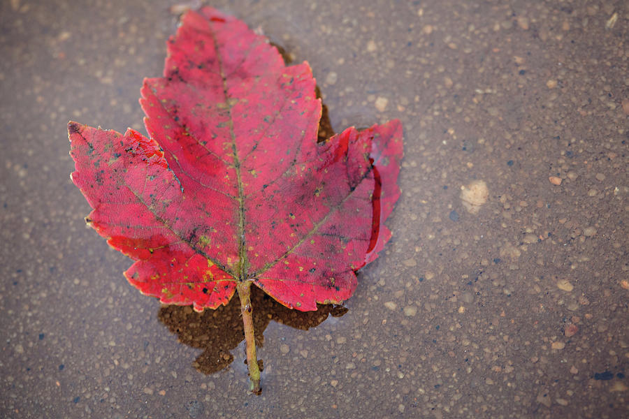 Red Leaf in Rain Photograph by Carolyn Ann Ryan