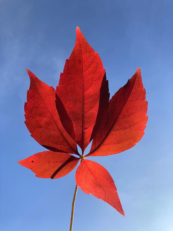Red Leaf in the Blue Sky Photograph by Kathrin Poersch