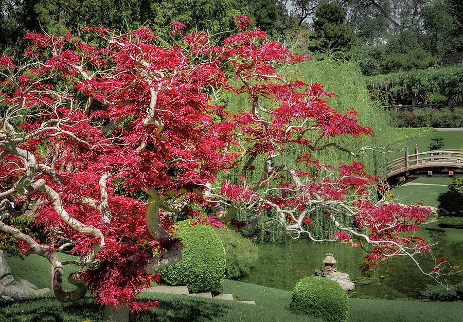 Red Leaf Japanese Maple in a Japanese Garden Photograph by Rebecca Herranen