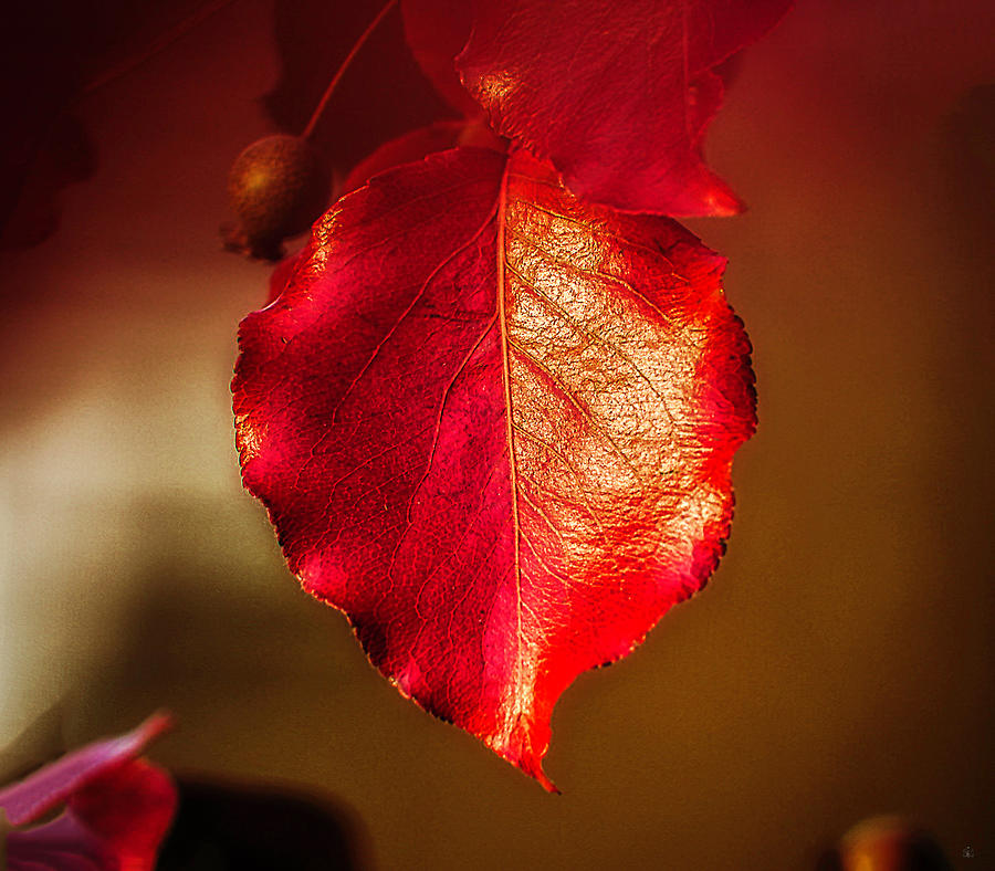 Red Leaf Photograph by Kelly Larson