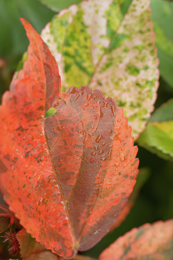 Red Leaf Photograph by Kiran Joshi