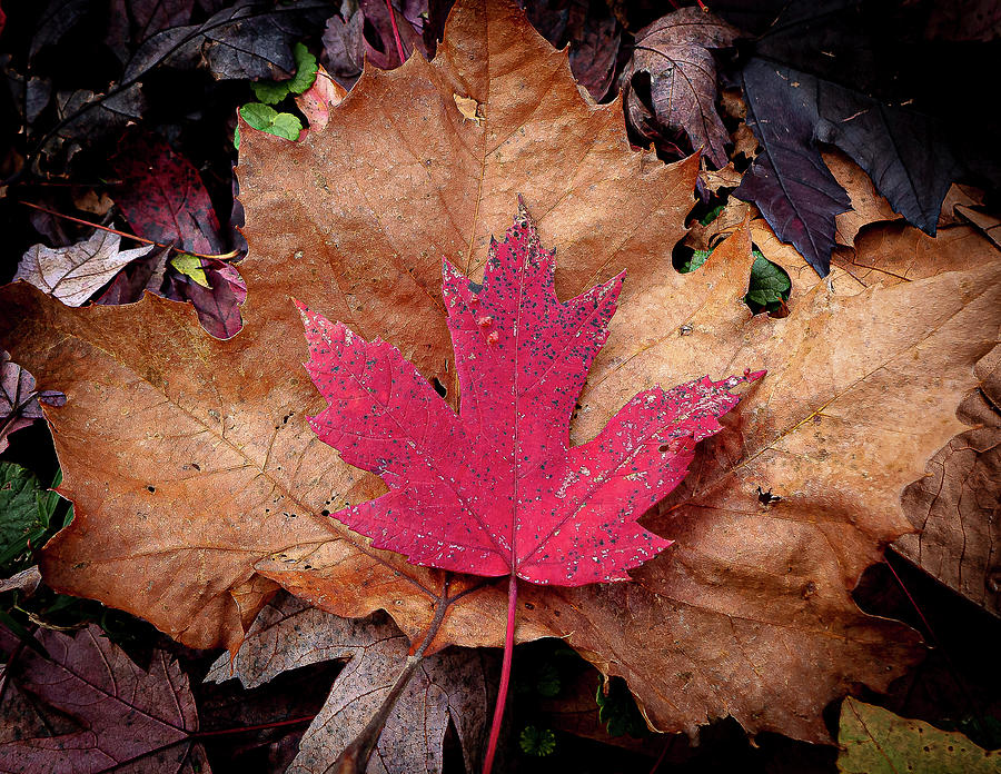 Red Leaf on a Brown Leaf Photograph by David Morehead