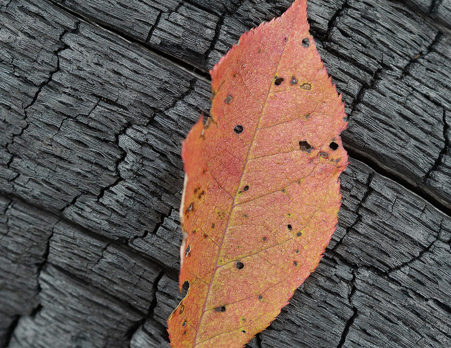 Red Leaf on Burnt Wood Photograph by David Morehead