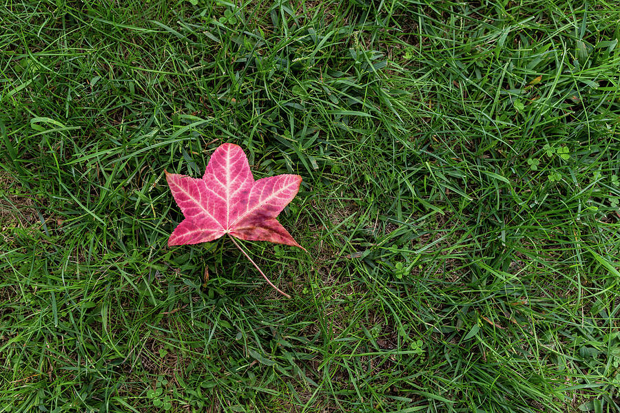 Red Leaf on Grass Photograph by Amelia Pearn