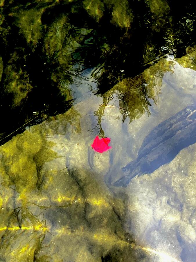 Red Leaf on the River Photograph by Brandon Strellis Red Leaf on the River Photograph by Brandon Strellis