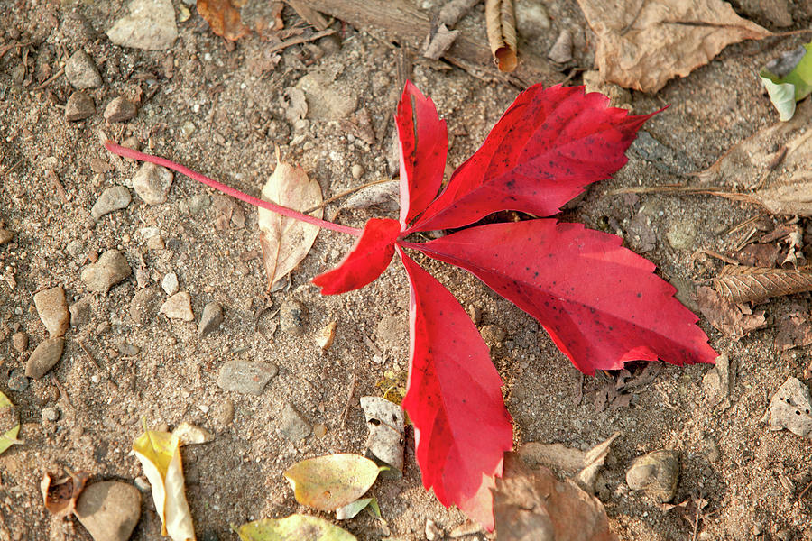 Red Leaf Photograph by Rich S
