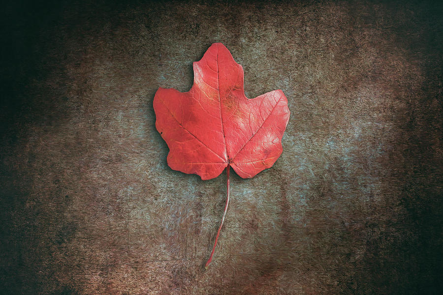 Red Leaf Photograph by Scott Norris