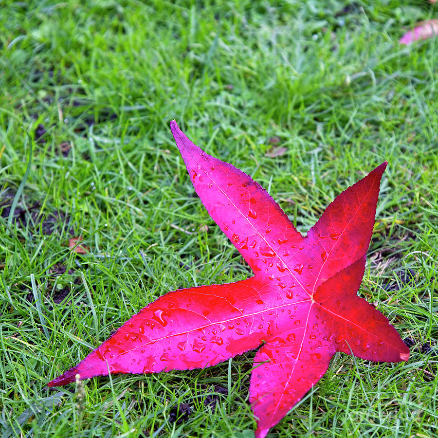 Red Leaf Photograph by Tony Mills
